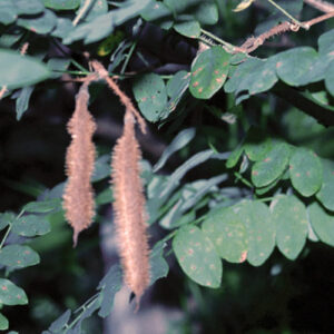 Robinia fertilis, PA Ecotype (Bristly Locust, PA Ecotype) fruit