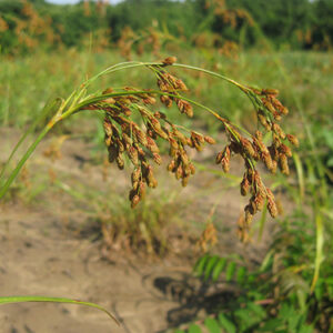 Scirpus pendulus, PA Ecotype (Brown Bulrush, PA Ecotype) seed head