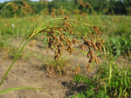 Scirpus pendulus, PA Ecotype (Brown Bulrush, PA Ecotype) seed head