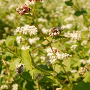 Fagopyrum esculentum, Koto (Buckwheat, Koto) bloom close-up