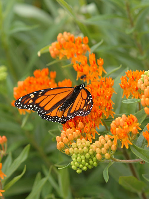 Asclepias tuberosa (Butterfly Milkweed) bloom