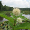 Cephalanthus occidentalis (Buttonbush) bloom