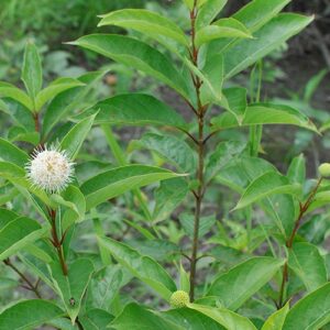 Cephalanthus occidentalis (Buttonbush) leaf & stem