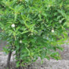 Cephalanthus occidentalis (Buttonbush) whole plant - summer