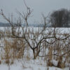 Cephalanthus occidentalis (Buttonbush) whole plant - winter