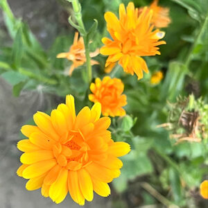 Calendula officinalis (Calendula) bloom close-up