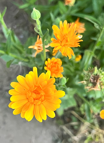 Calendula officinalis (Calendula) bloom close-up