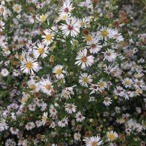 Aster lateriflorus (Calico Aster) bloom