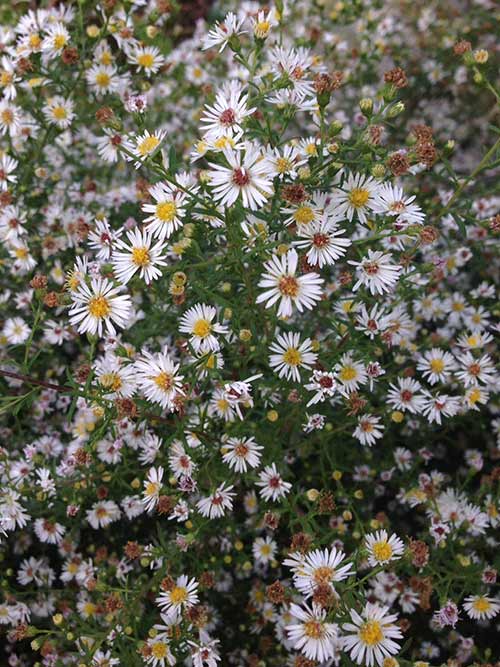 Aster lateriflorus (Calico Aster) bloom