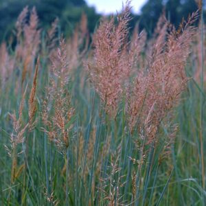 Calamagrostis canadensis (Canada Bluejoint) seed head