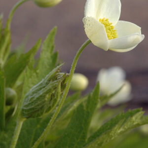 Anemone canadensis, PA Ecotype (Canadian Anemone, PA Ecotype) bloom