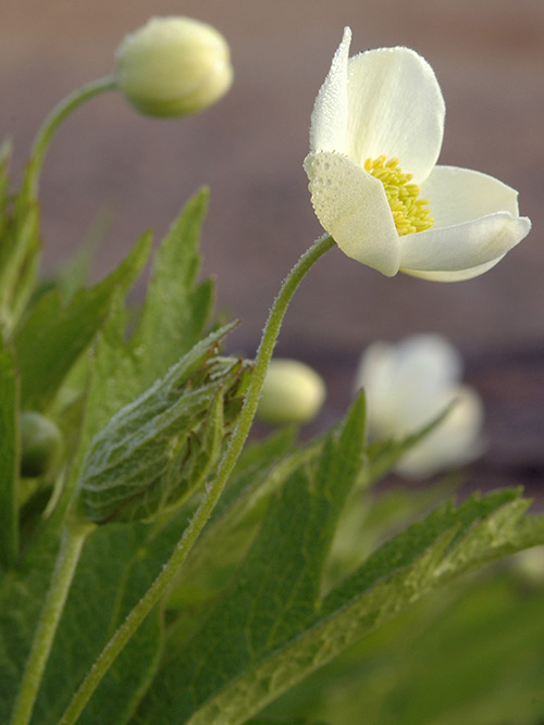 Anemone canadensis, PA Ecotype (Canadian Anemone, PA Ecotype) bloom