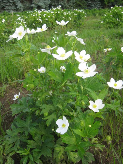 Anemone canadensis, PA Ecotype (Canadian Anemone, PA Ecotype) whole plant/field shot