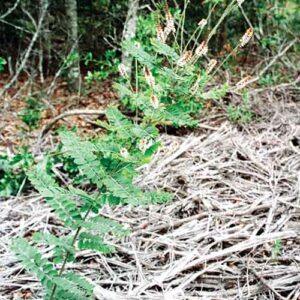 Amorpha herbacea, NC Ecotype (Clusterspike False Indigo, NC Ecotype) whole plant - summer