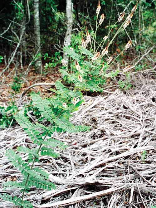 Amorpha herbacea, NC Ecotype (Clusterspike False Indigo, NC Ecotype) whole plant - summer