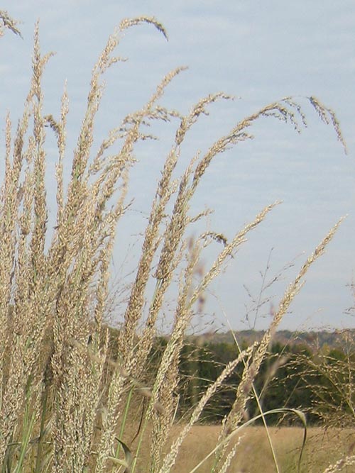 Panicum amarum, Atlantic-VA Ecotype (Coastal Panicgrass, Atlantic-VA Ecotype) seed head