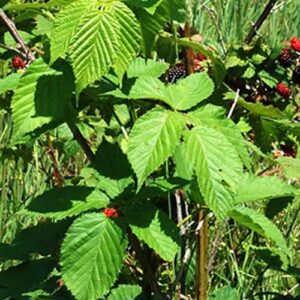 Rubus allegheniensis, PA Ecotype (Common Blackberry, PA Ecotype) leaf & stem