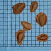Asclepias syriaca (Common Milkweed) seed