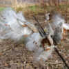 Asclepias syriaca (Common Milkweed) seed head