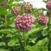 Asclepias syriaca (Common Milkweed) bloom close-up