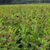 Asclepias syriaca (Common Milkweed) production field