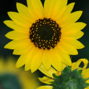 Helianthus annuus (Common Sunflower) bloom