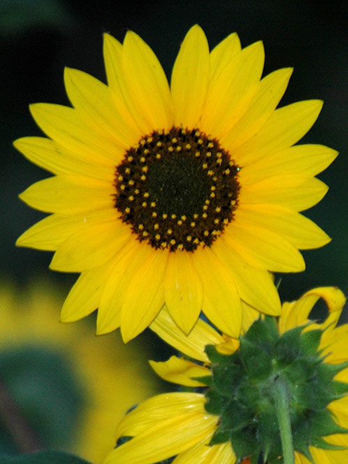 Helianthus annuus (Common Sunflower) bloom