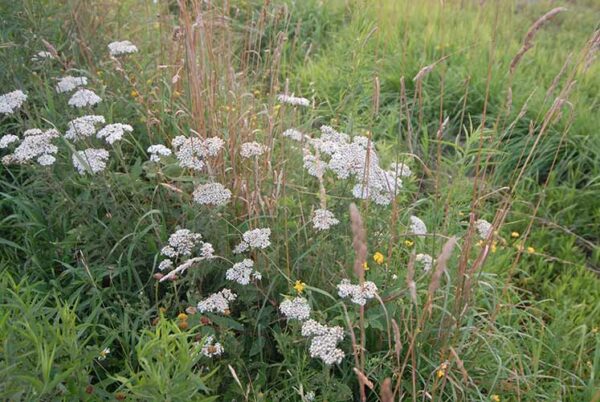 Achillea millefolium (Common Yarrow) whole plant/field shot