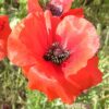 Papaver rhoeas, Shirley Mix (Corn Poppy/Shirley Mix) bloom close-up