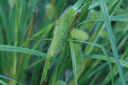 Carex comosa, PA Ecotype (Cosmos Sedge, PA Ecotype) seed head