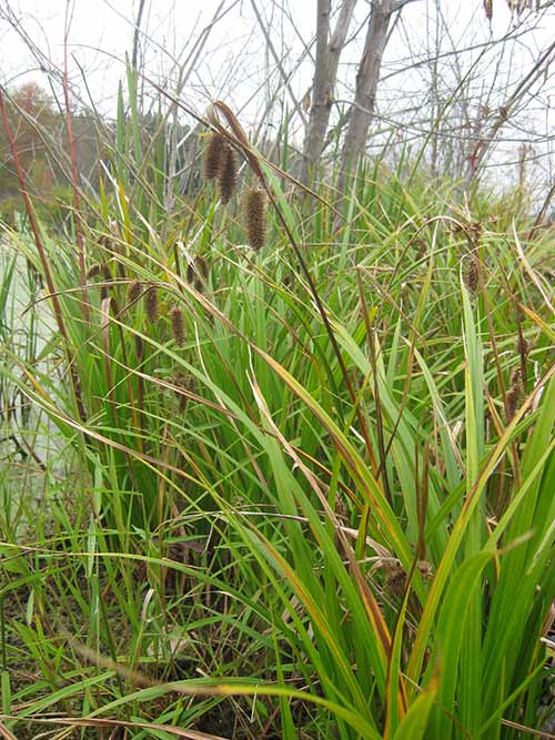 Carex comosa, PA Ecotype (Cosmos Sedge, PA Ecotype) whole plant/field shot