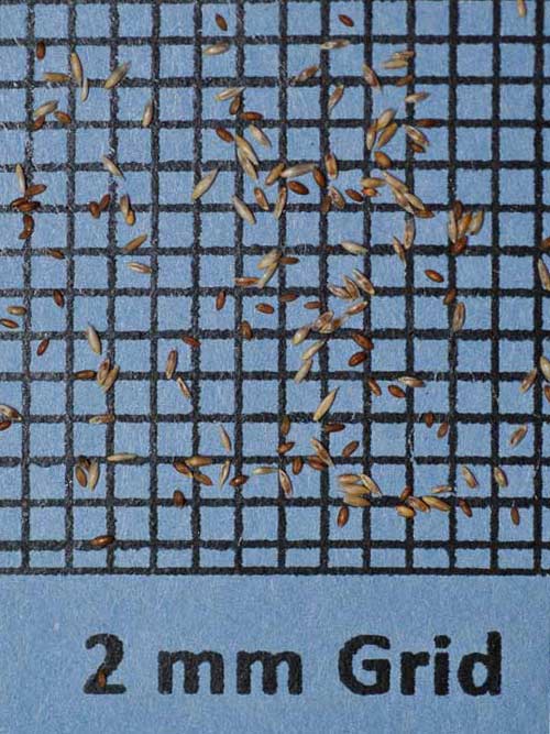 thumbnail image 2 of 007 Creeping Bentgrass Seed – 80,000 Seeds – Disease Resistant, Full Sun 2 of 4