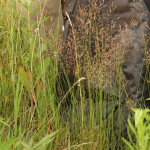 Agrostis stolonifera, 'Penncross' (Creeping Bentgrass, 'Penncross') whole plant/field shot