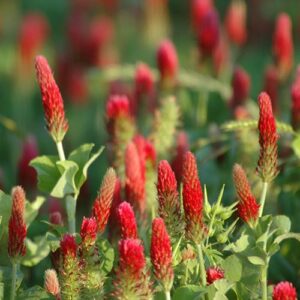 Trifolium incarnatum, Variety Not Stated (Crimson Clover, Variety Not Stated) bloom