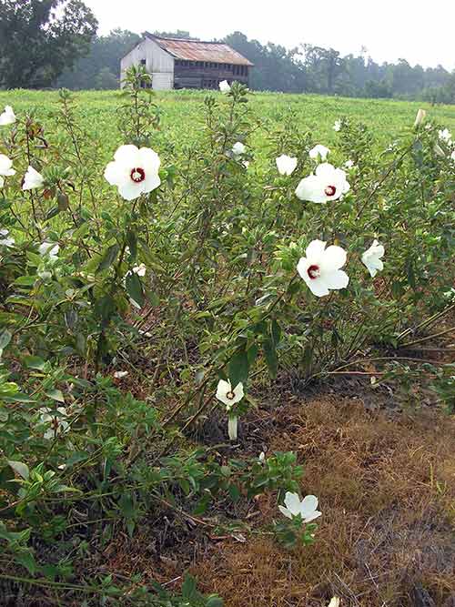 Hibiscus moscheutos, Coastal Plain NC Ecotype (Crimsoneyed Rosemallow, Coastal Plain NC Ecotype) whole plant/field shot