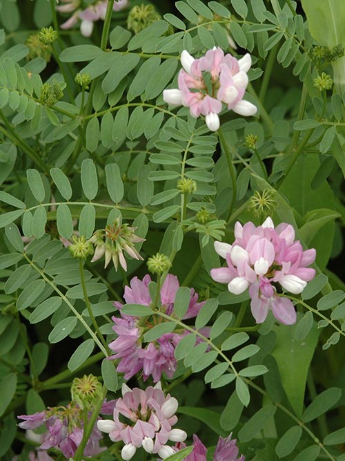 Coronilla varia, Variety Not Stated (Crownvetch, Variety Not Stated) bloom close-up