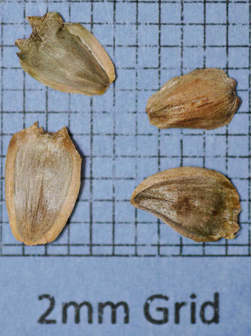 Silphium perfoliatum (Cup Plant) seed