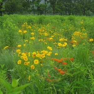 (Deer Resistant Meadow Mix) fourth year & beyond