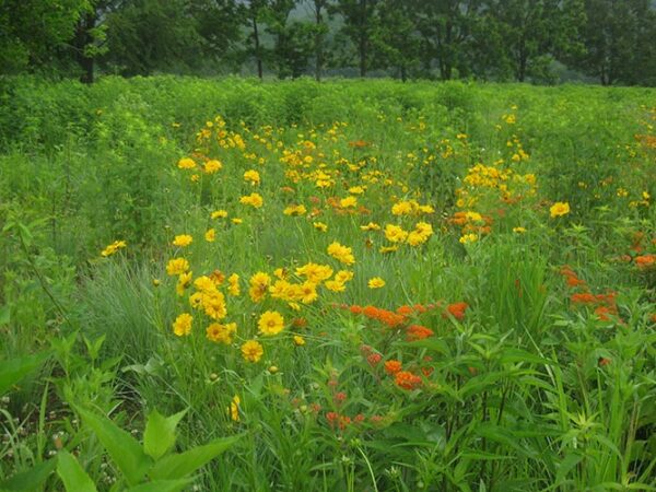 (Deer Resistant Meadow Mix) fourth year & beyond