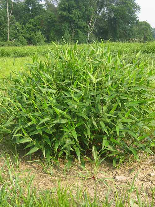 Panicum clandestinum, Tioga (Deertongue, Tioga) whole plant/field shot