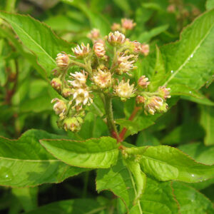 Penthorum sedoides, PA Ecotype (Ditch Stonecrop, PA Ecotype) bloom