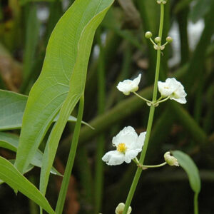 Sagittaria latifolia, WI Ecotype (Duck Potato, WI Ecotype) bloom