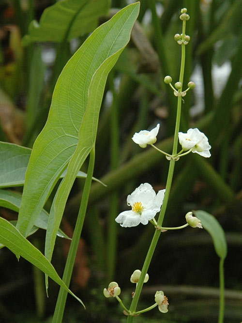 Sagittaria latifolia, WI Ecotype (Duck Potato, WI Ecotype) bloom