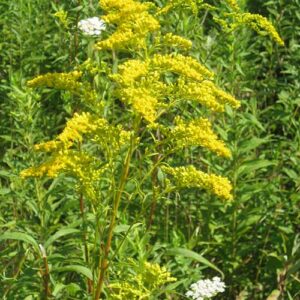 Solidago juncea, PA Ecotype (Early Goldenrod, PA Ecotype) bloom