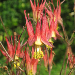 Aquilegia canadensis (Eastern Columbine) bloom