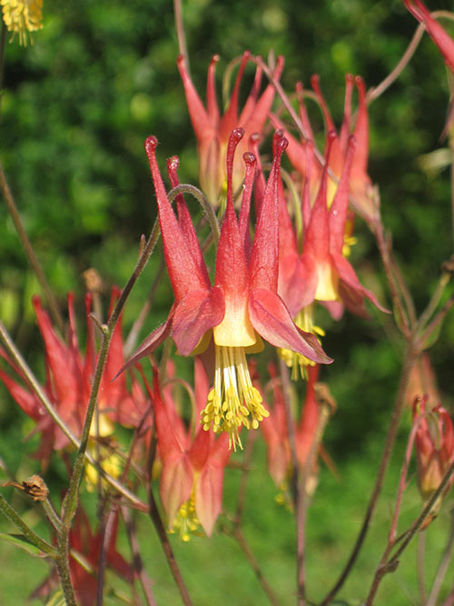 Aquilegia canadensis (Eastern Columbine) bloom