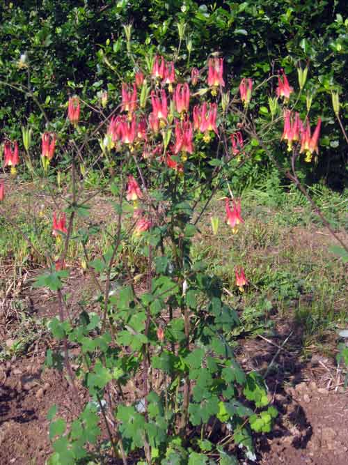 Aquilegia canadensis (Eastern Columbine) whole plant/field shot