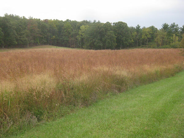 (Eastern Ecotype Native Grass Mix) fourth year & beyond