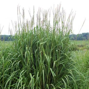 Tripsacum dactyloides (Eastern Gamagrass) whole plant/field shot