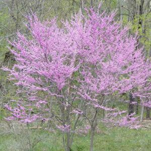 Cercis canadensis (Eastern Redbud) whole plant - summer